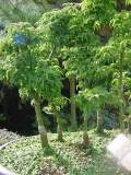 Acer palmatum shishigashira 2.JPG